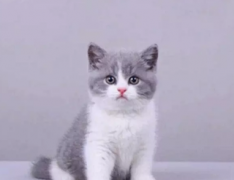 ��ƷӢ��è���� �Լҷ��� ���ֱ�����