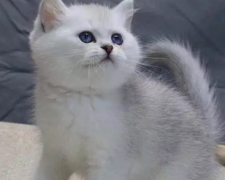 ��ƷӢ��è���� �Լҷ��� ���ֱ�����